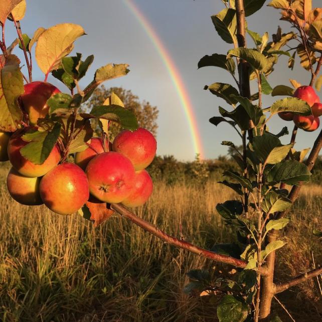Thornborough Cider - Tour and tasting