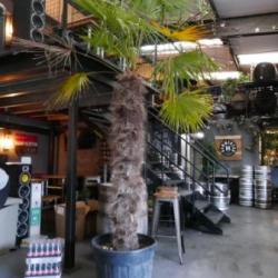 Photo from the North London Branch Social - Christmas Pizza Party at Hammerton's Brewery Tap Room