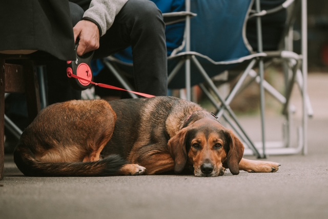 Photo from the KESR Railway Real Ale & Cider Festival