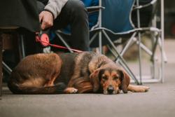 Photo from the KESR Railway Real Ale & Cider Festival